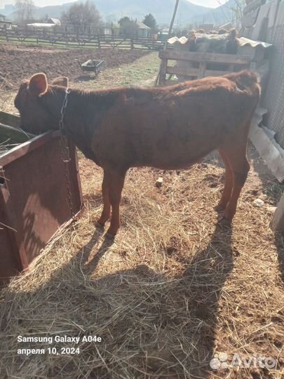 Телята 2телочки