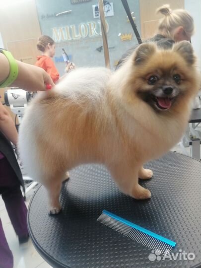 Услуги Грумера