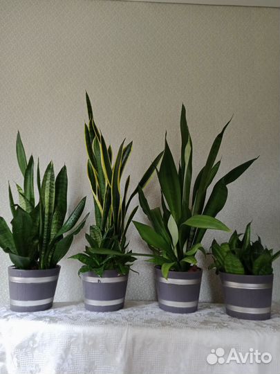 Сансевиерия сортовая