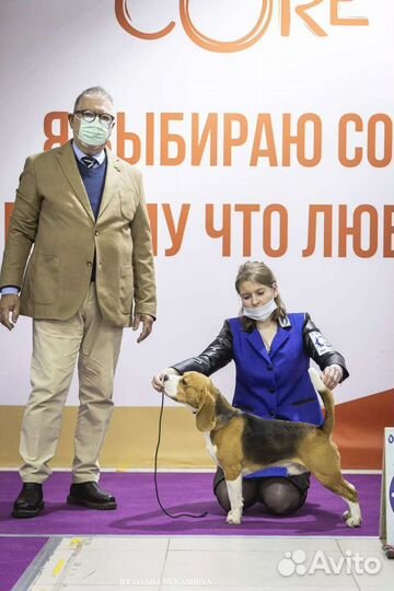 Бигль вязка