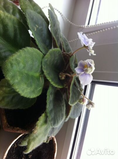 Комнатные цветы фиалки