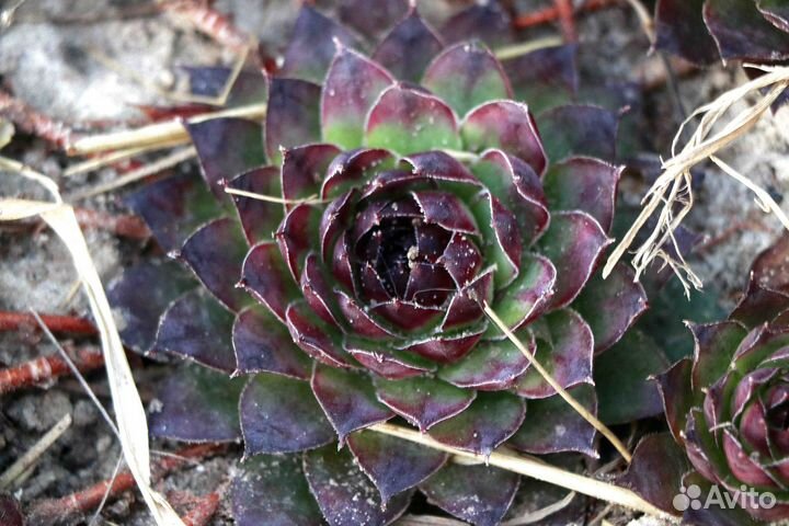 Каменная роза /суккулент/молодило