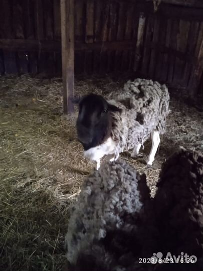 Продам стадо дорперов