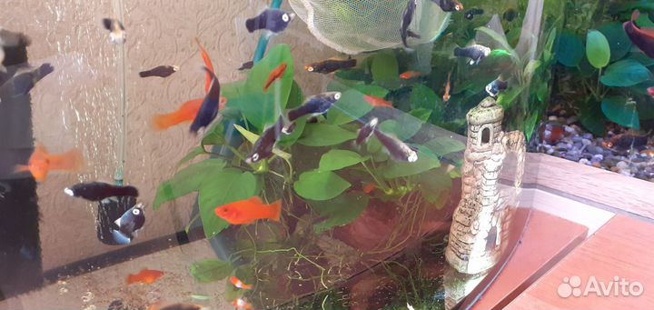 Молонезия меченосцы чёные красные анцитрус коряга