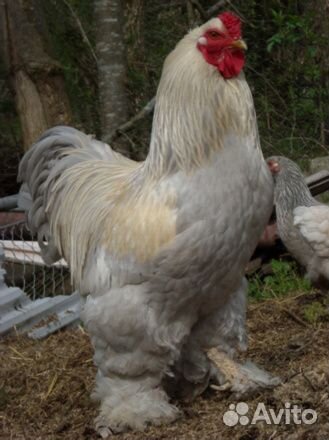 Куры петухи