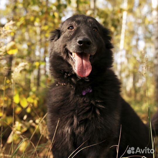 Взрослый Фред из приюта