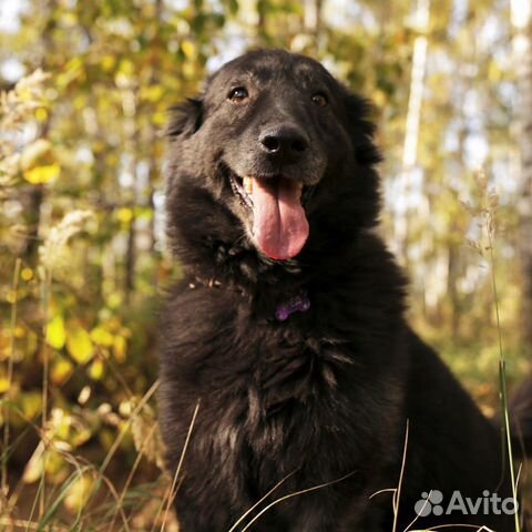 Взрослый Фред из приюта