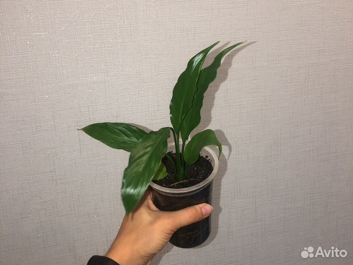 Спатифиллум