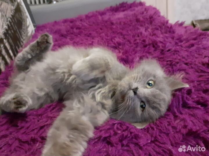 Котенок в дар мальчик