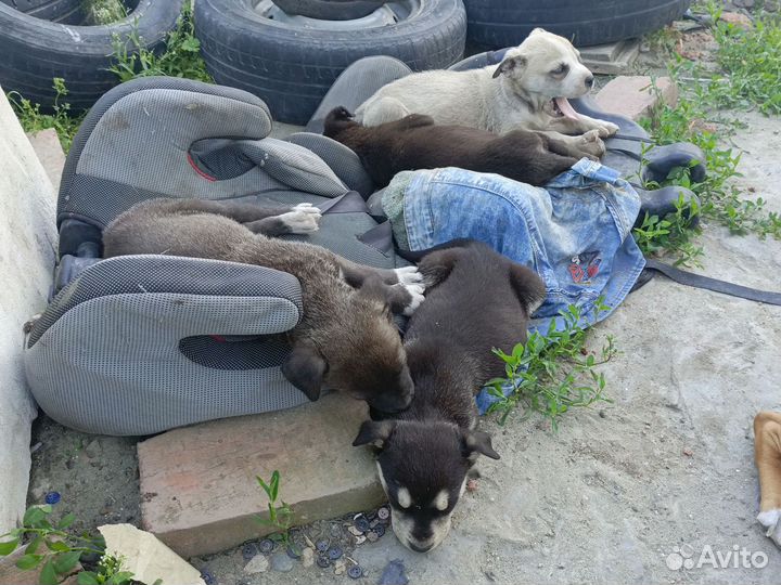 Отдам в добрые руки