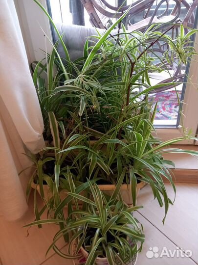 Традесканция