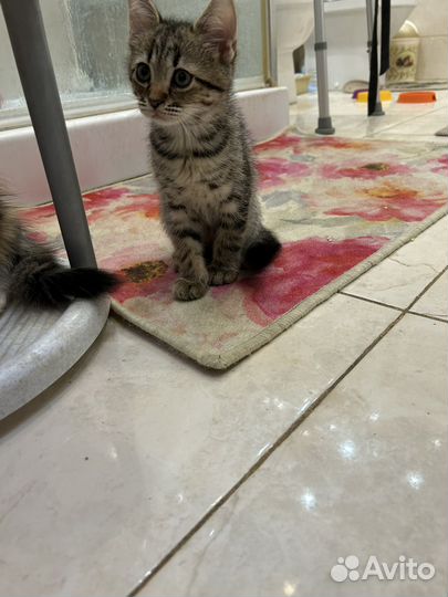 Котята