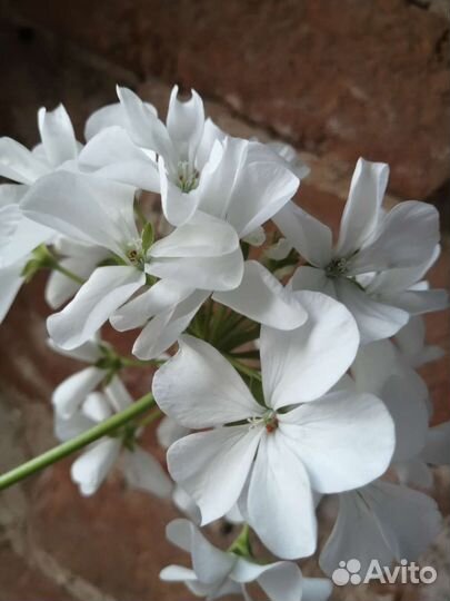 Пеларгония зональная герань