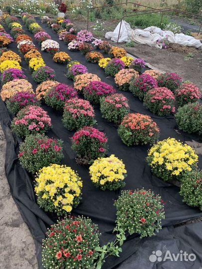 Мультифлора