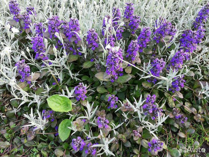 Растения для сада