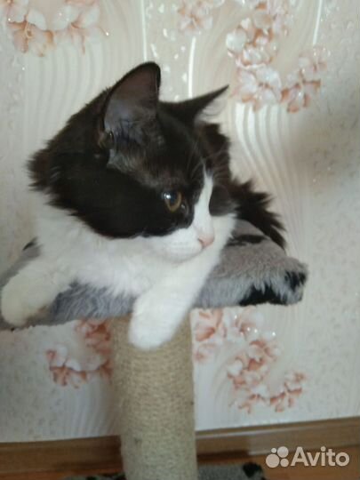 Кошки