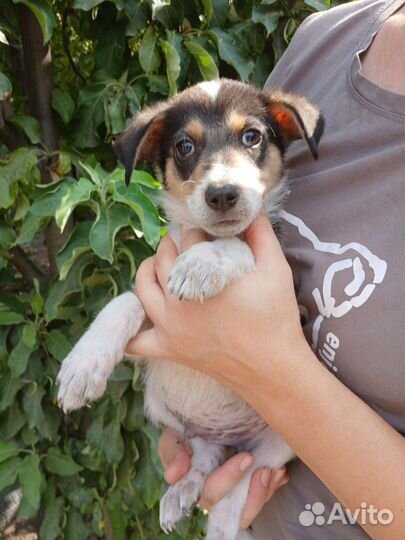 Щенок в добрые руки