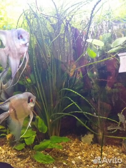 Кринум волнистый