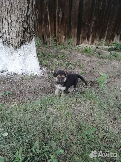 Собака в добрые руки отдам бесплатно