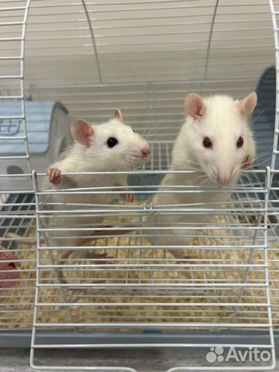 Крыса с клеткой