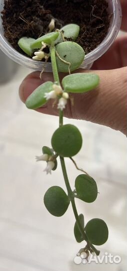 Церопегия, Дисхидия, пеперомия