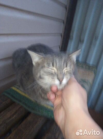 Кот в дар