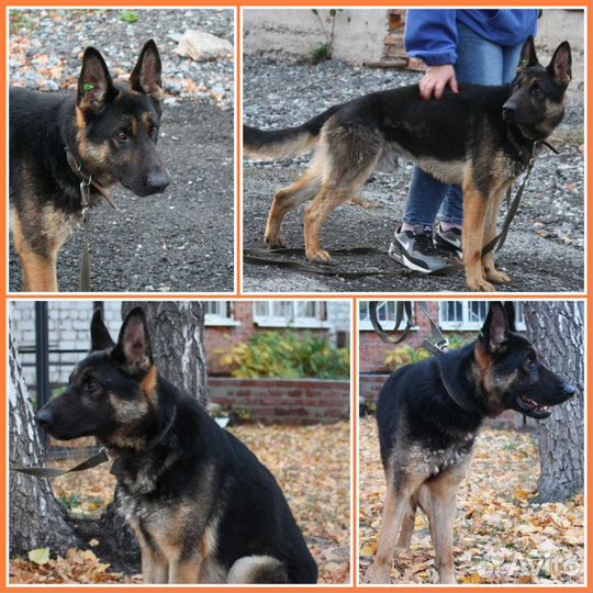 Немецкая овчарка