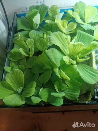 Растения аквариуиные