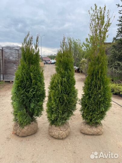 Туя смарагд 140 см