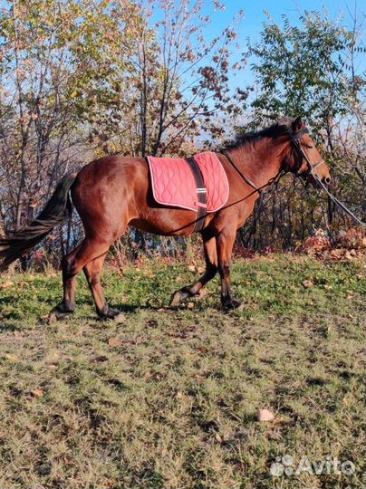 Лошадь жеребец