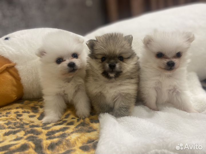 Щенки померанского шпица