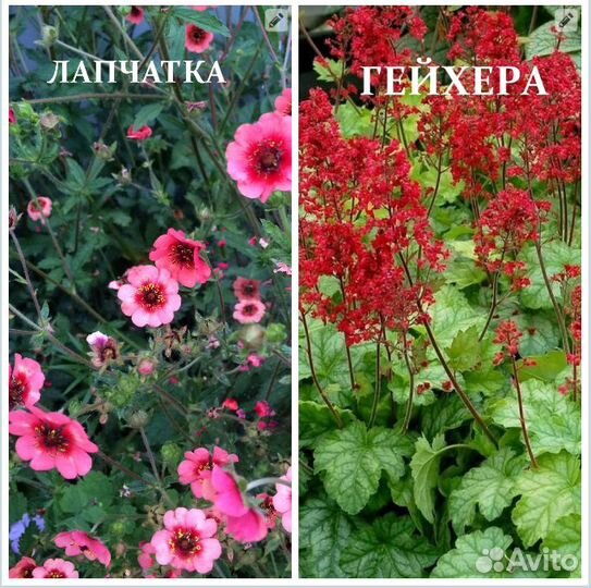 Многолетние растения