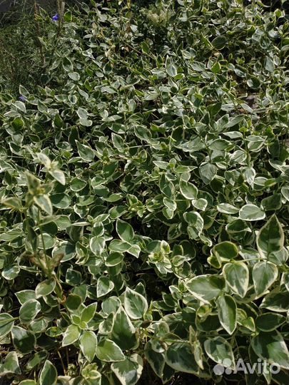 Растение вьющиеся