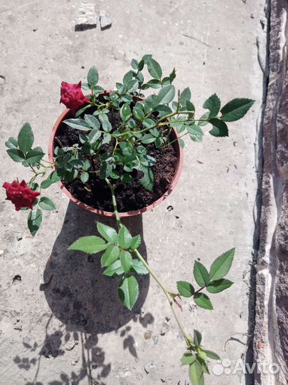 Розочка стелющаяся горизонтальная