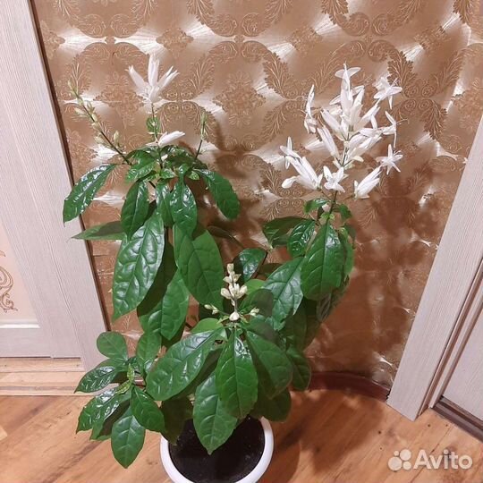 Уайтфельдия