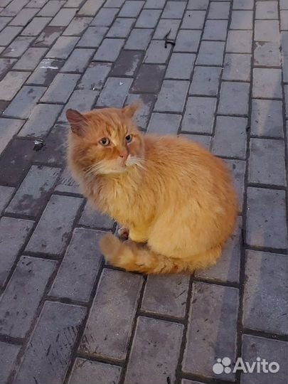 Кот в добрые руки