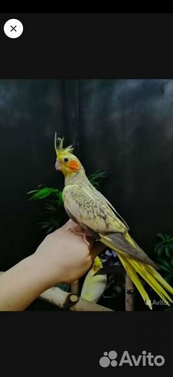 Птенцы попугая корелла 3-4 месяца