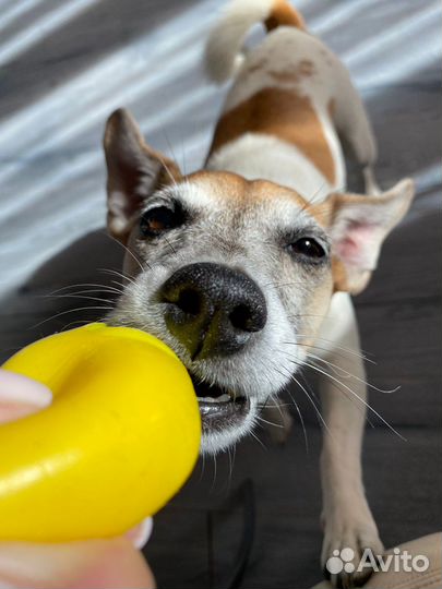 Передержка животных собак / кошек