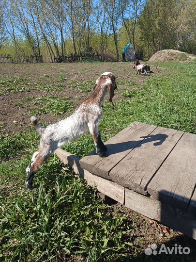 Продам козочек