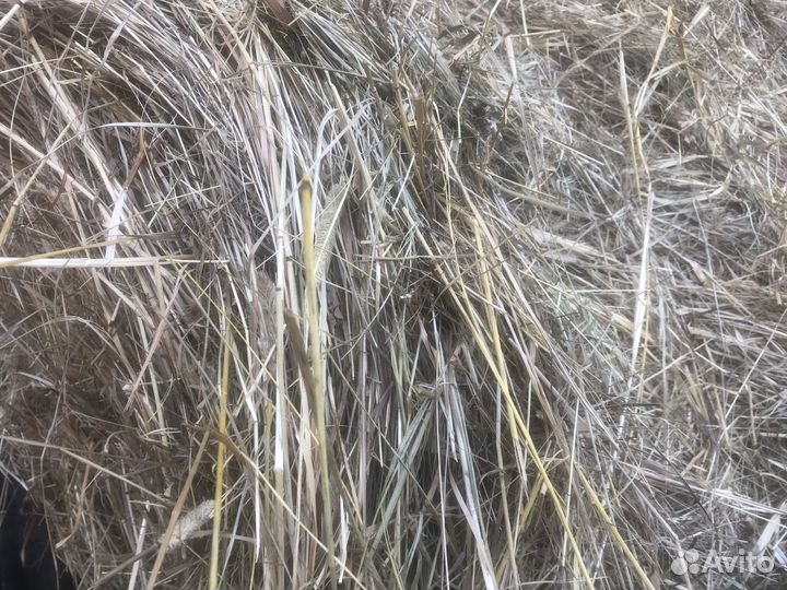 Продам сено в рулонах