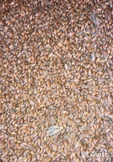 Семечко, Пшеница озимая корма