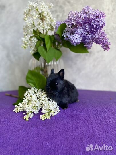 Мини декоративный кролик