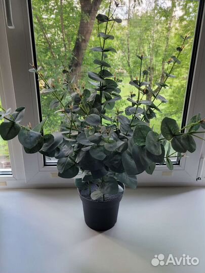 Фейка Икеа, эвкалипт