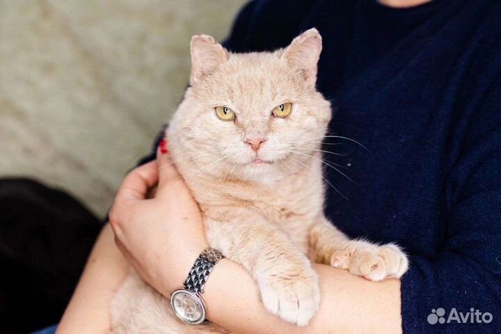 Котик. Облепих. кастрирован. Скромен. Ищем дом