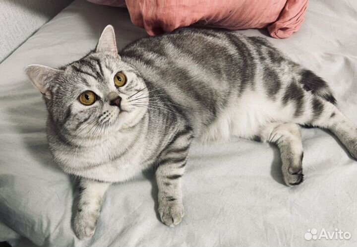 Шотландский кот
