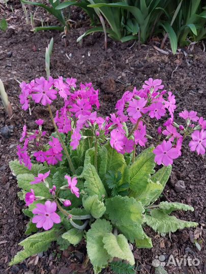 Рассада примула