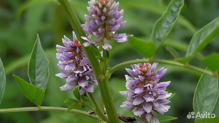 Солодка (семена)