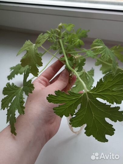 Герань душистая