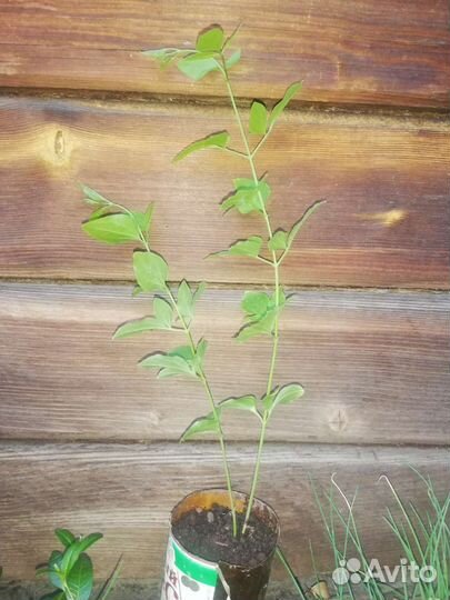 Георгина, клематис