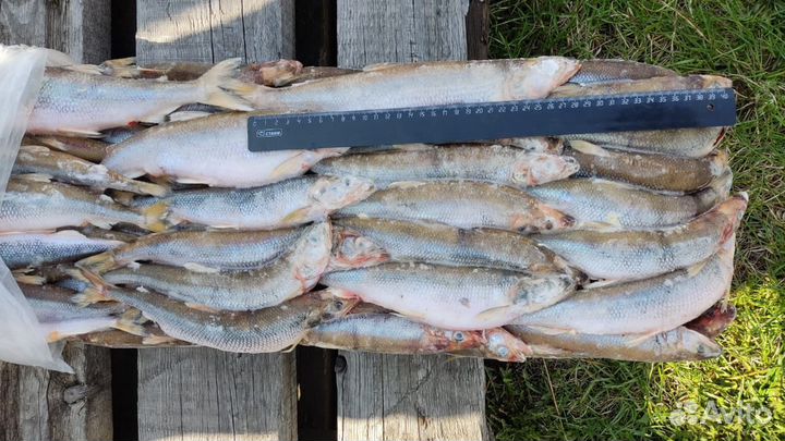 Свежая рыба корюшка